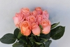LADY MARGARET